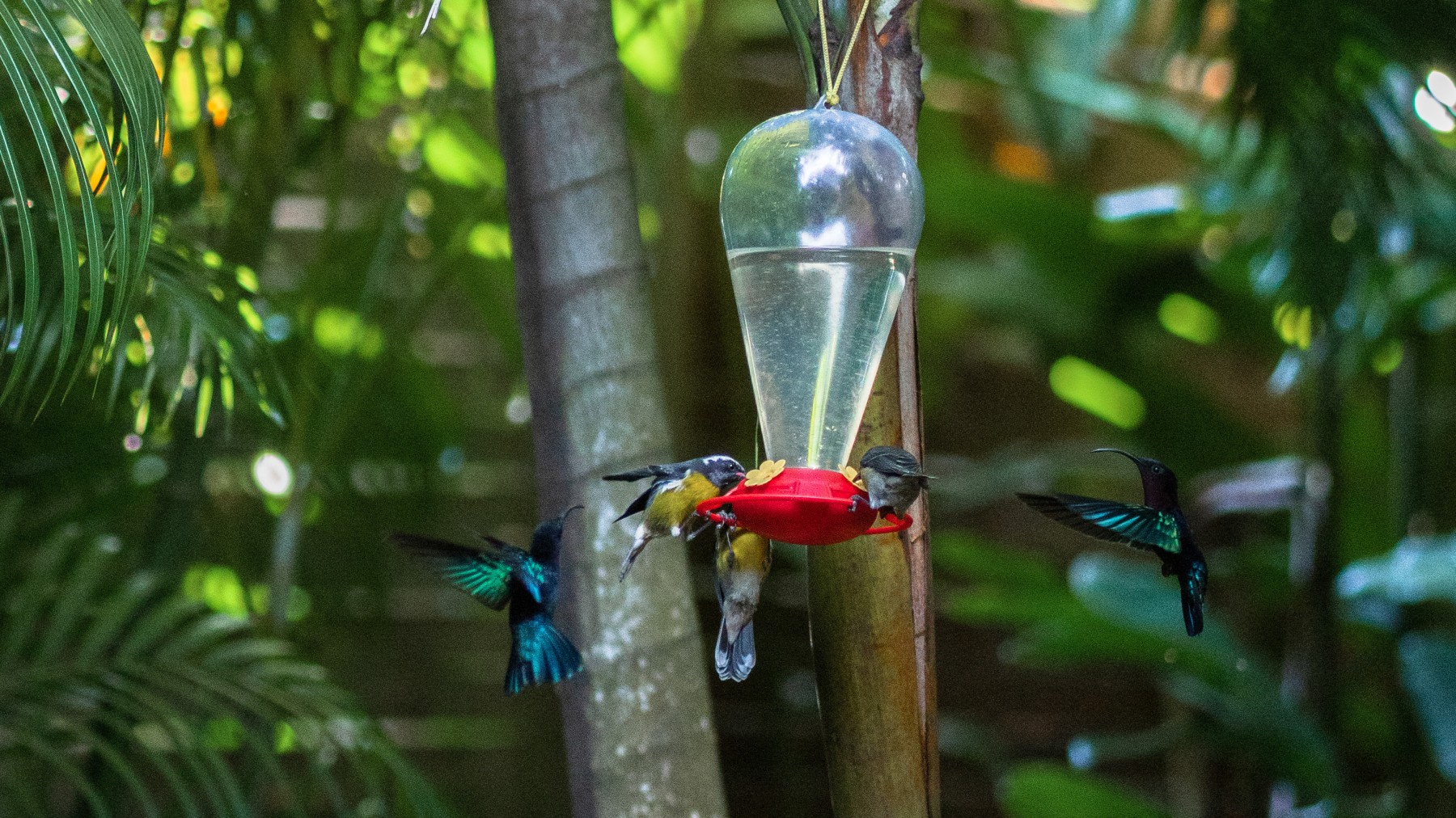 Au Jardin des Colibris